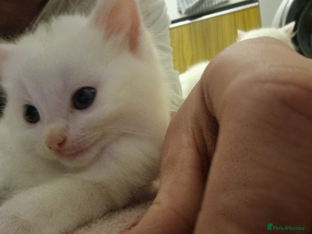 Mixed Breed cats for sale: Adorable Kittens looking for Their Forever Home - Image 1