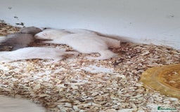 Ferret rodents for sale: Ferrets for sale - Image 4