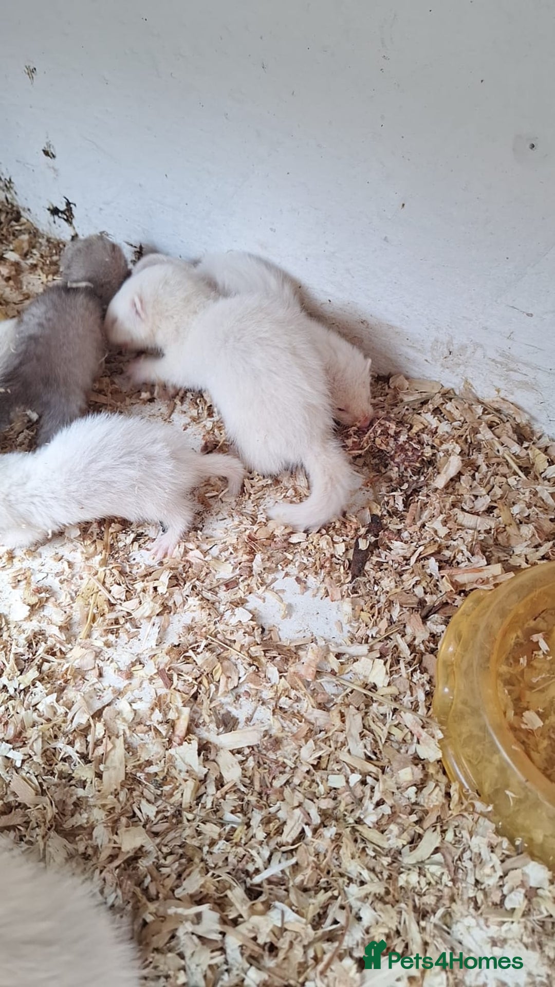 Ferret rodents for sale: Ferrets for sale - Image 4