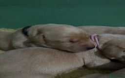 Labrador Retriever dogs for sale: KC Health Tested Fox Red Labrador pups  - Image 7