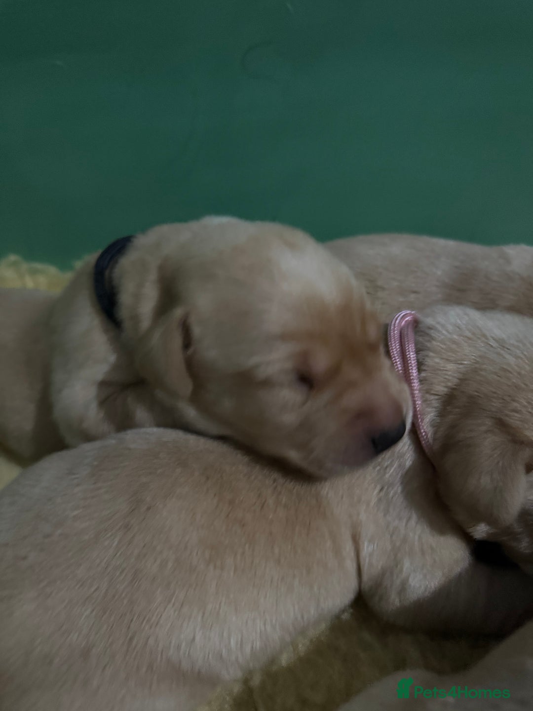 Labrador Retriever dogs for sale: KC Health Tested Fox Red Labrador pups  - Image 7
