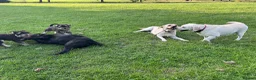 Labrador Retriever dogs for sale: Beautiful Pure Labrador with dna tests - Advert 13