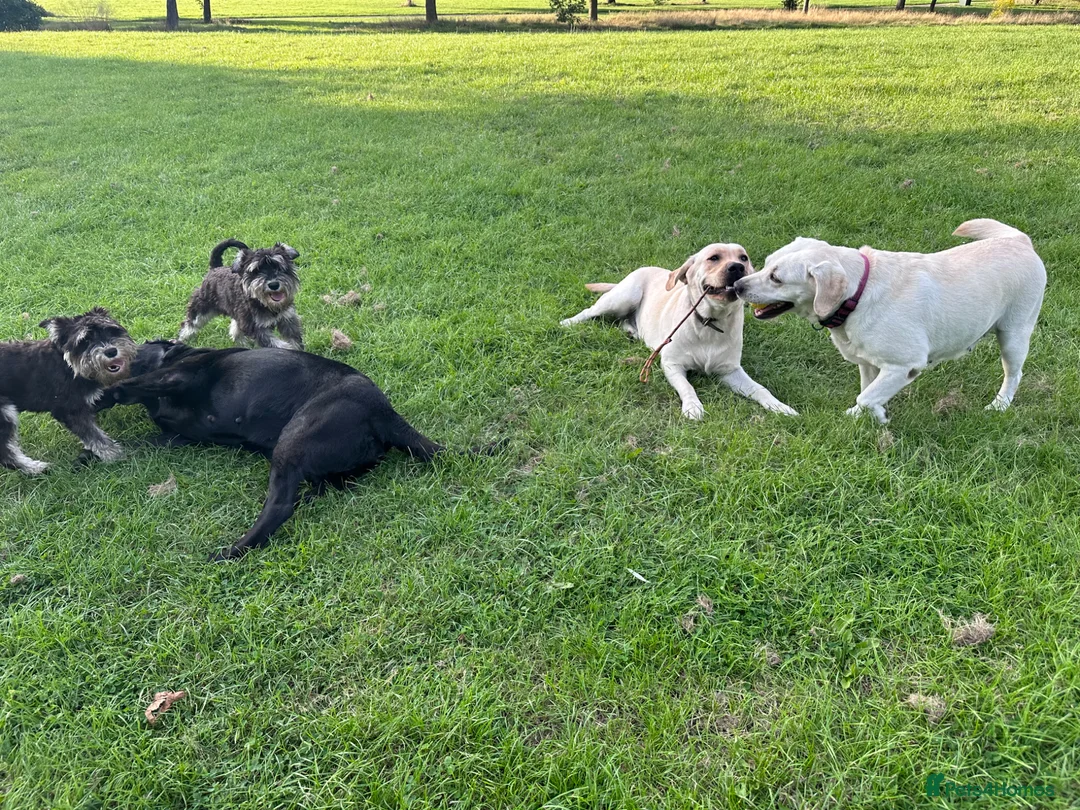 Labrador Retriever dogs for sale: Beautiful Pure Labrador with dna tests - Advert 13