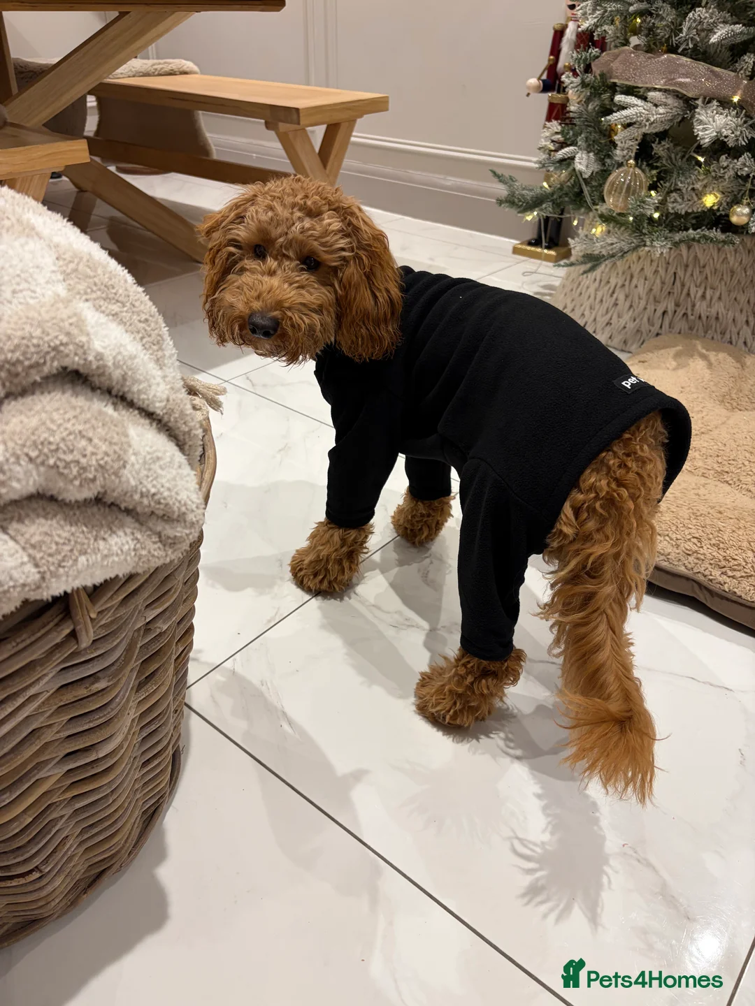 Cockapoo dogs for sale: Two Cockapoo (9 month)  - Advert 11