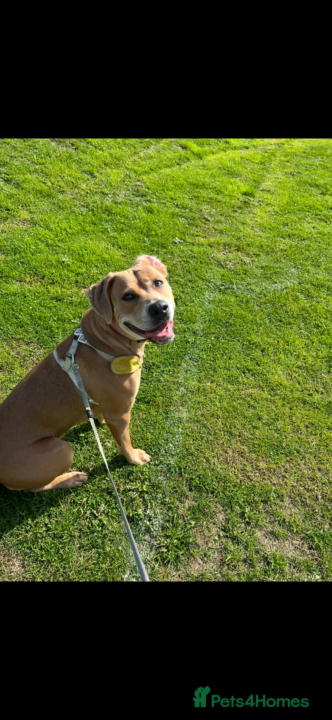 Mixed Breed dogs for sale: Urgent home needed for Nova  - Advert 1