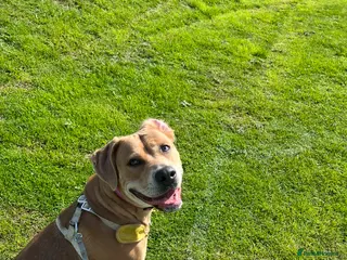 Mixed Breed dogs Urgent home needed for Nova - Advert 10