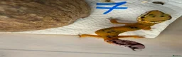 Leopard Gecko reptiles for sale: Leopard geckos - Advert 7