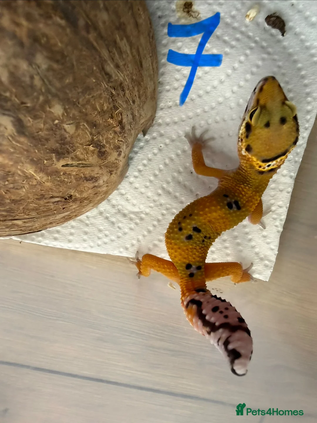 Leopard Gecko reptiles for sale: Leopard geckos - Advert 7