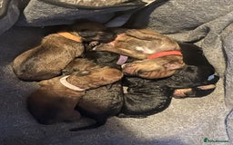 Mixed Breed dogs for sale: Cavapoo/Jack Russell puppies - Image 3