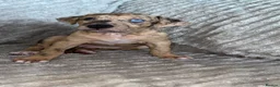 Mixed Breed dogs for sale: Bull lurchers  - Advert 1