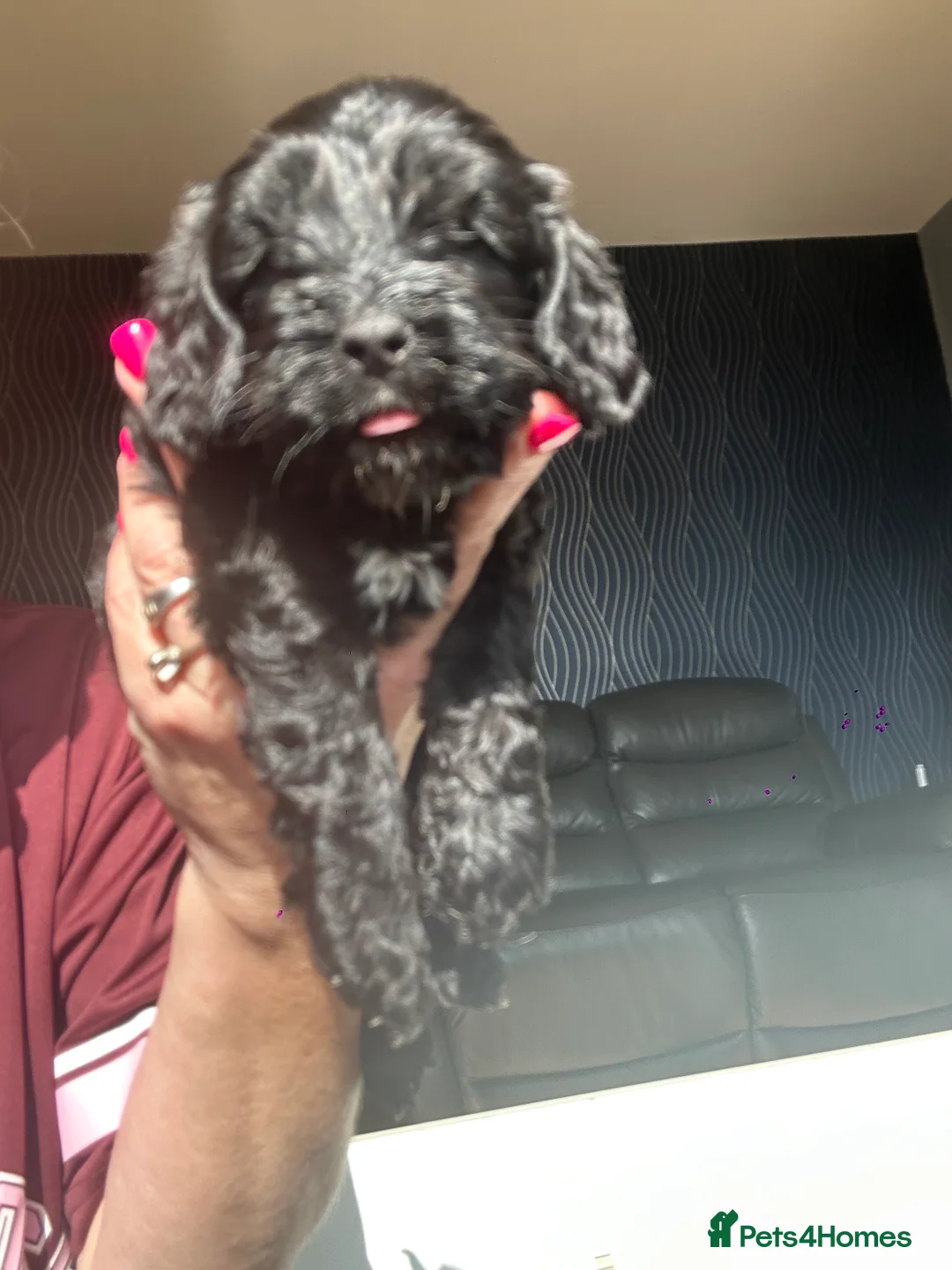 Cockapoo dogs for sale: Gorgeous f1 cockapoo pups - Advert 2