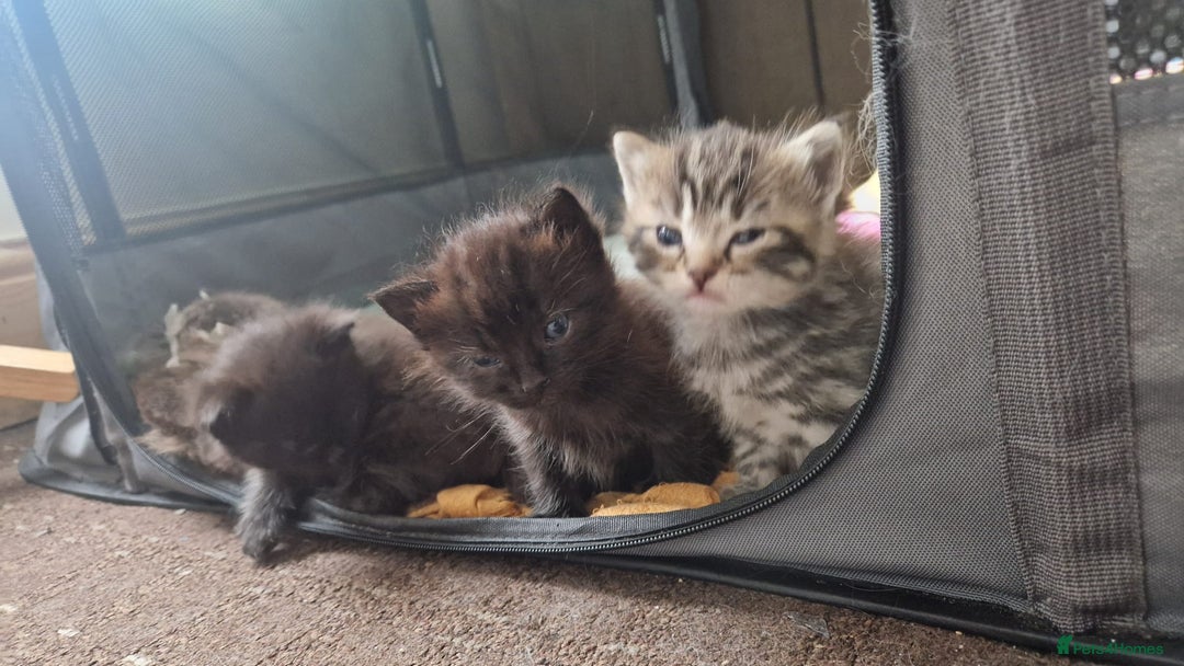 Mixed Breed cats for sale: 5 mixed breed kittens. Ragdoll/tabby - Image 4