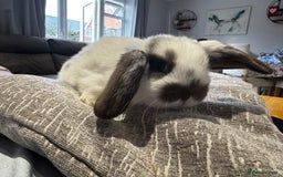 Mini Lop rabbits for sale: Mini Lop Babies ready to reserve - Image 8