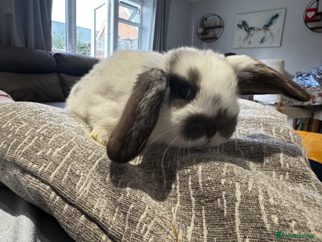 Mini Lop rabbits for sale: Mini Lop Babies ready to reserve - Image 8
