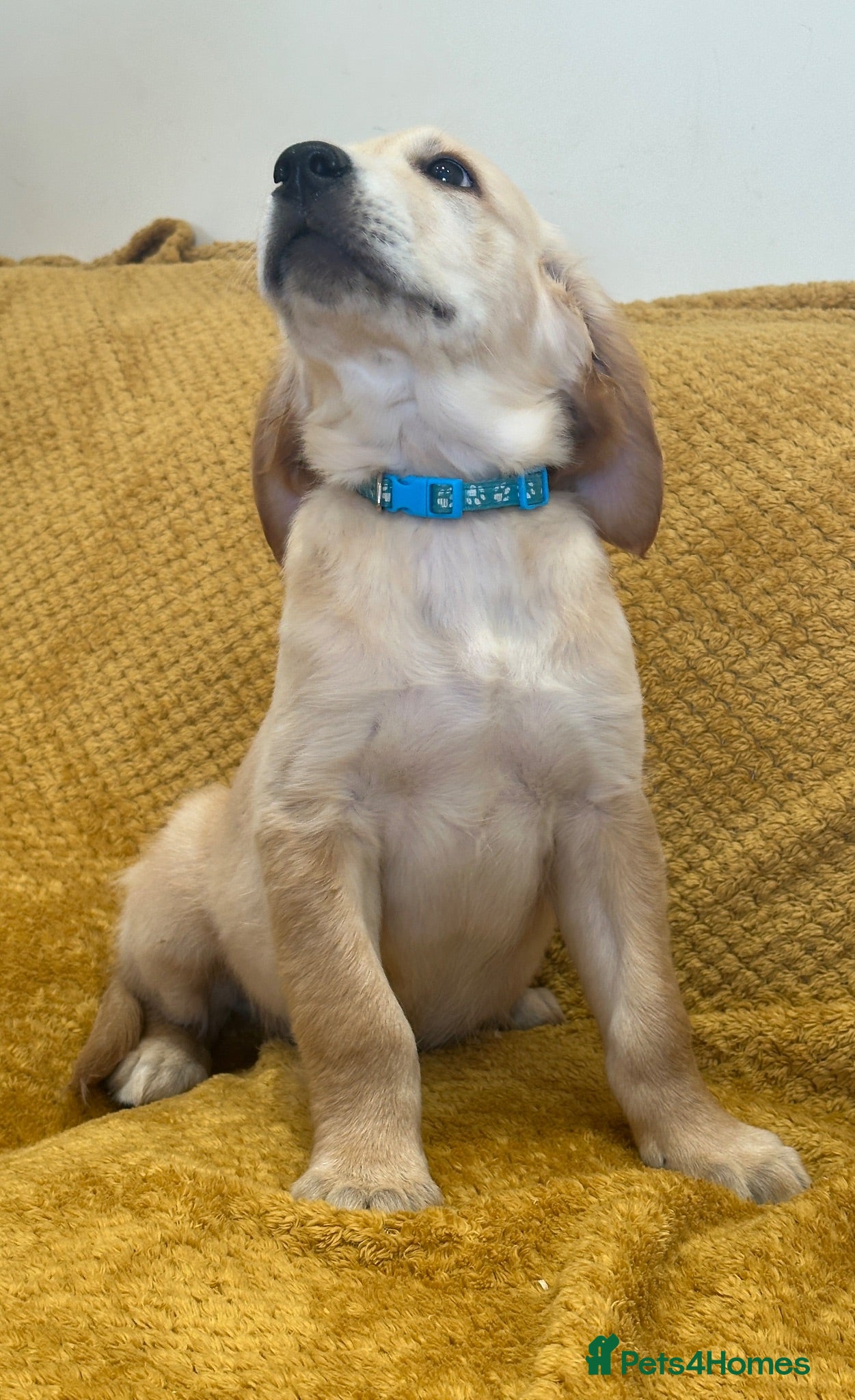 Golden Retriever dogs Quality litter of KC reg Golden Retriever puppies - Advert 2