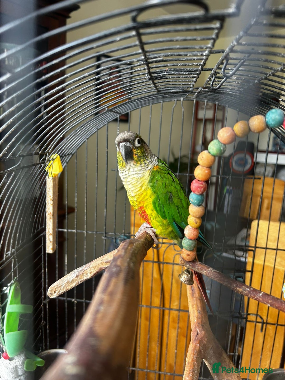 Conures birds for sale: 8 year old Conure for sale - Image 1
