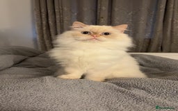 Persian cats for sale: White Persian Male  in Barnoldswick - Image 1
