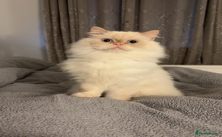 Persian cats in Barnoldswick - Advert 12