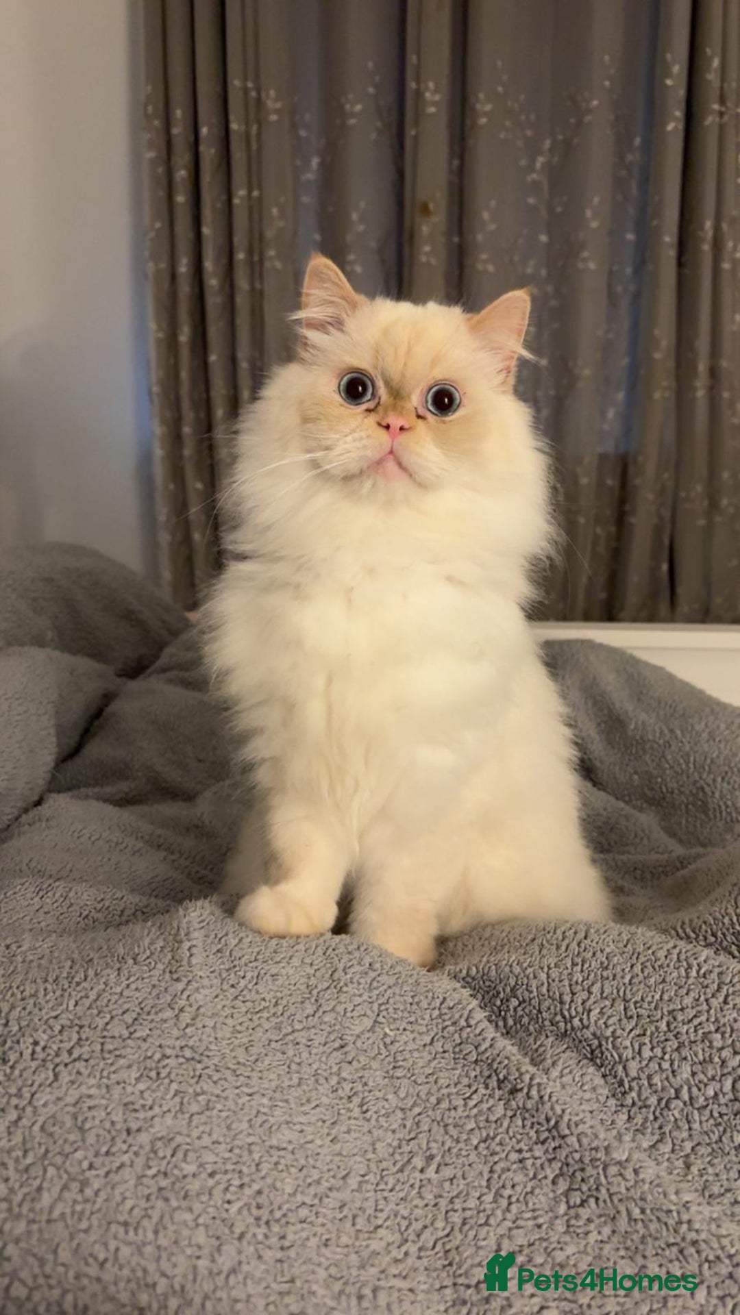 Persian cats for sale: White Persian Male  in Barnoldswick - Image 1