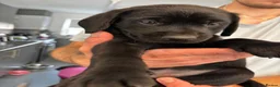 Labrador Retriever dogs for sale: Black Labrador Puppys - Advert 6