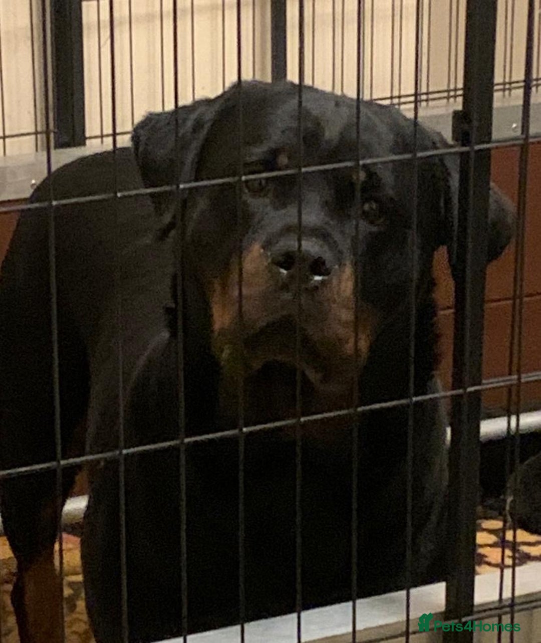 Rottweiler dogs for sale: Proper big old fashioned Rottie  pups ready now  - Advert 27