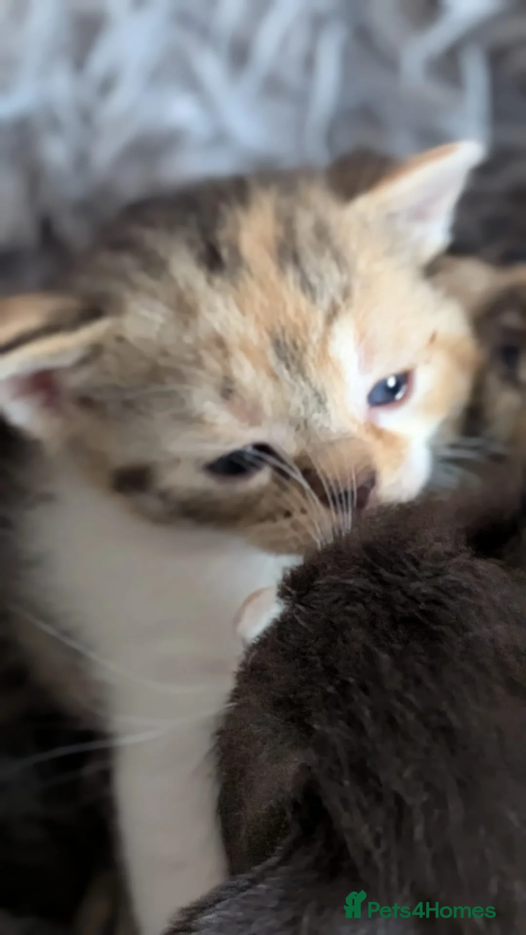 Mixed Breed cats for sale: Kittens for sale in Caernarfon - Advert 6