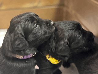 Labrador Retriever dogs Labrador x huntaway puppies *3 Girls & 1 boy left* - Advert 11