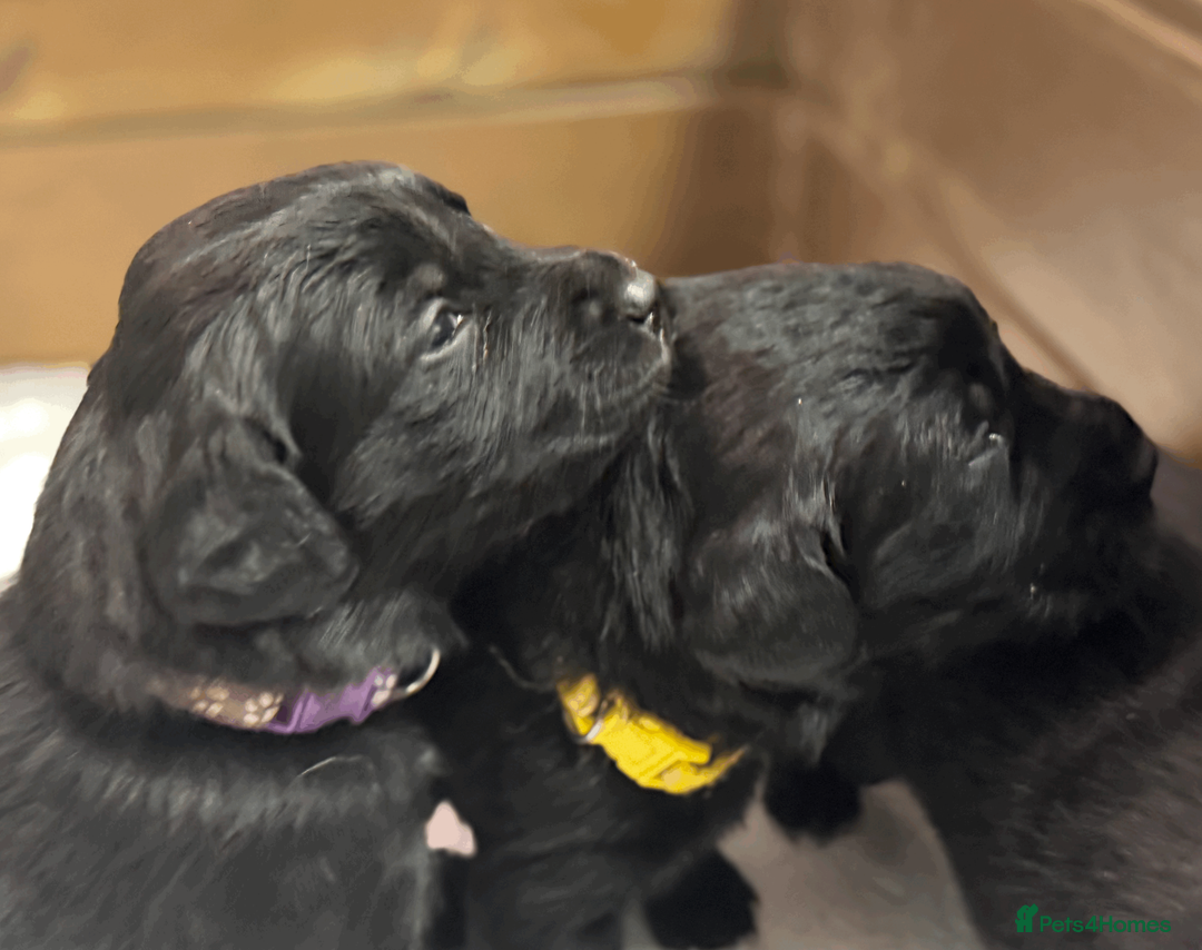 Labrador Retriever dogs for sale: Labrador x huntaway puppies ⭐️only 1 girl left⭐️ - Advert 9