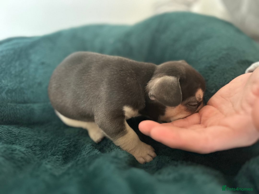 French Bulldog dogs for sale: KC REGISTERED FRENCH BULLDOG PUPPIES – BOYS 🐾 - Advert 12