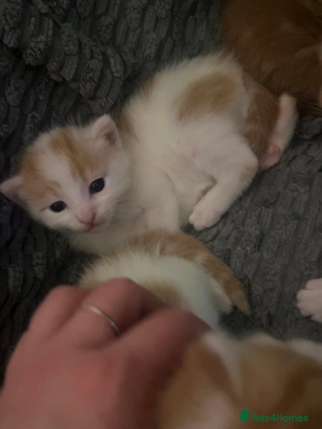 Mixed Breed cats for sale: Mixed breed kittens loving for their forever home - Advert 17