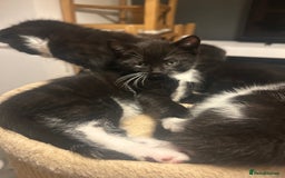 Domestic Shorthair cats for sale: Domestic short hair  - Image 8