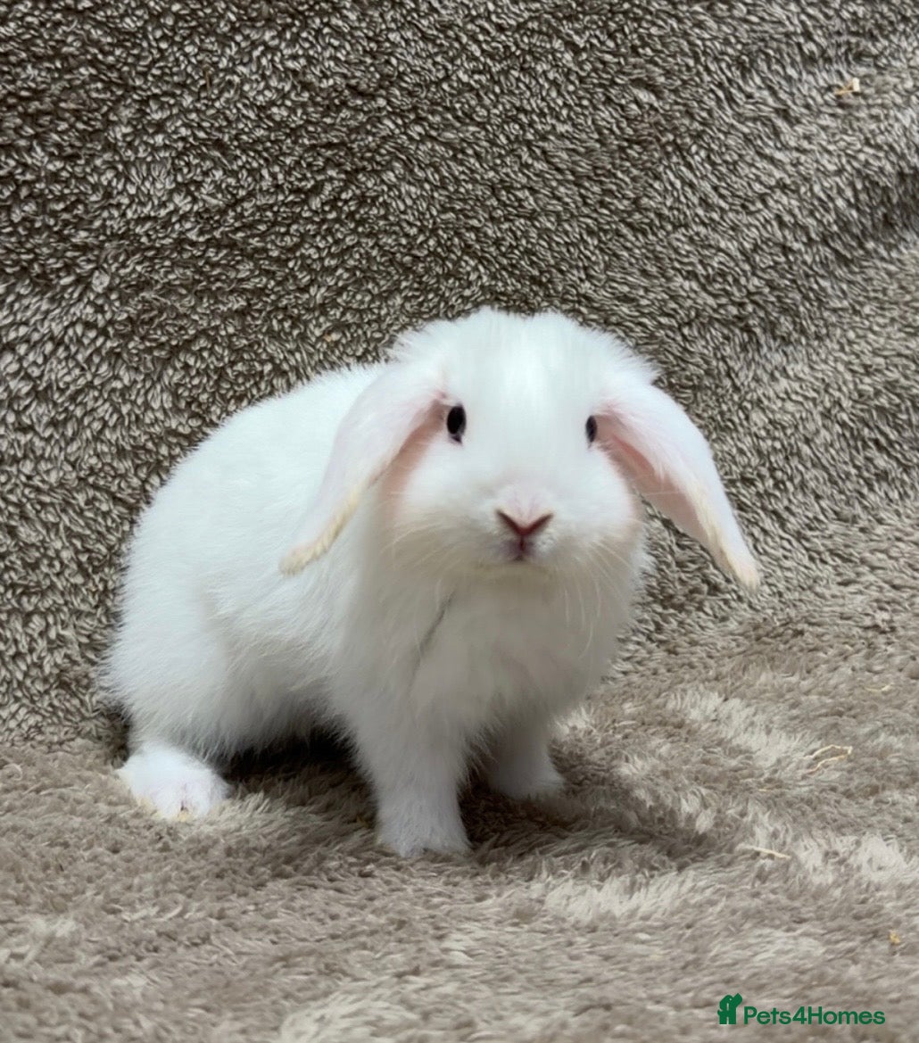 Mini Lop rabbits Last one - Pure bred mini lops  - Advert 11