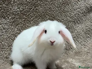 Mini Lop rabbits Last one - Pure bred mini lops - Advert 11