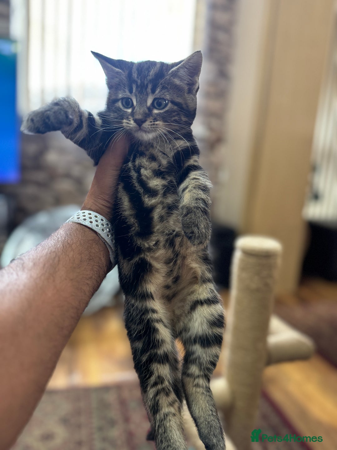 Turkish Angora cats for sale: half turkish angors  - Image 8