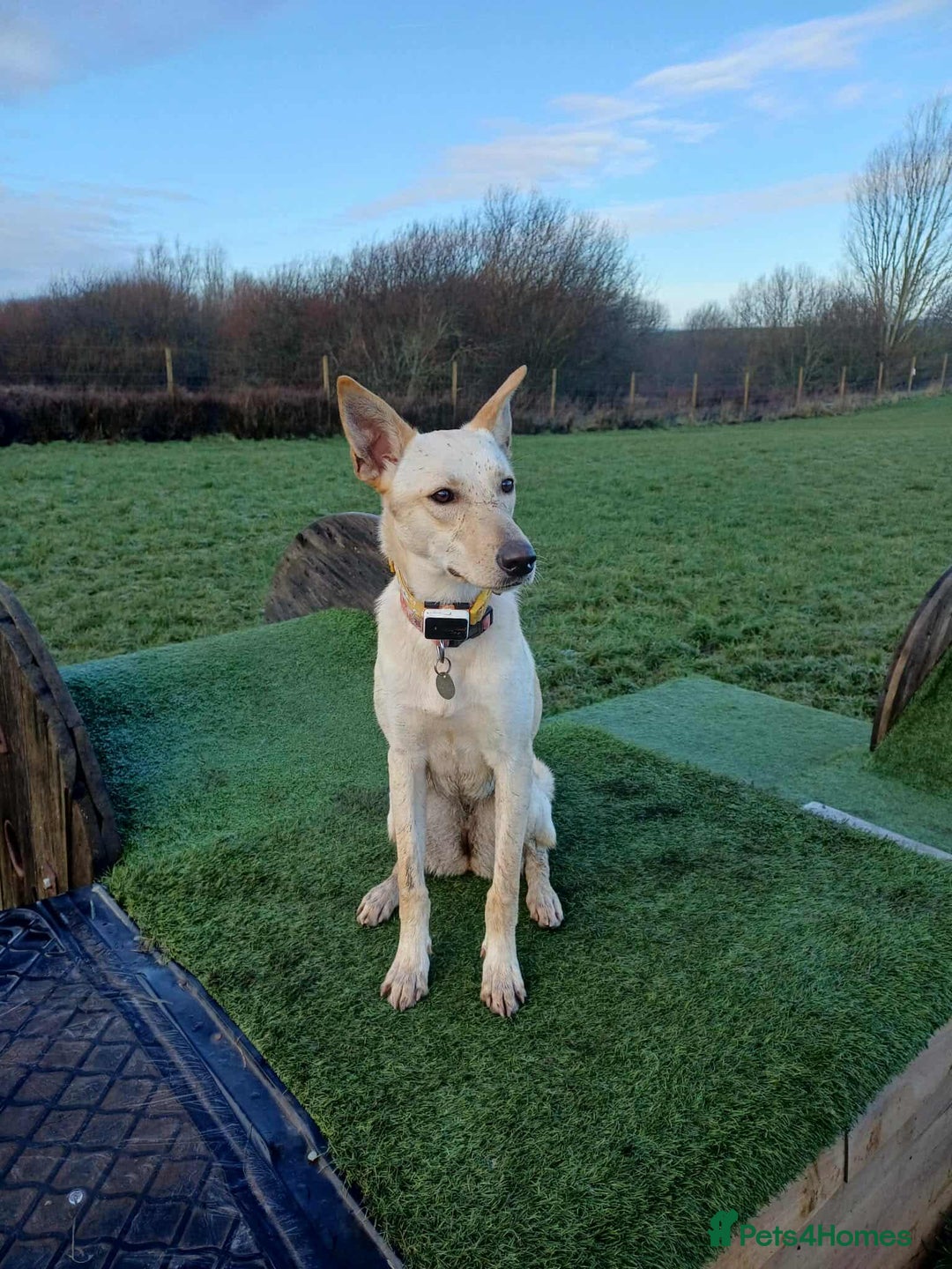 Mixed Breed dogs for adoption: Brooklyn is ready to steal your heart - Advert 1