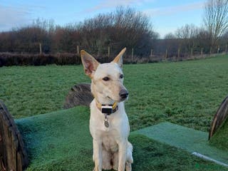 Mixed Breed dogs Brooklyn is ready to steal your heart - Advert 2