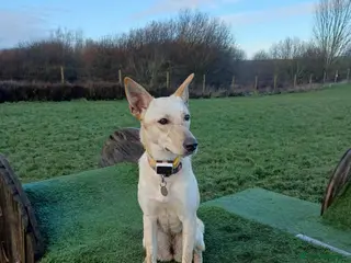 Mixed Breed dogs Brooklyn is ready to steal your heart - Advert 2