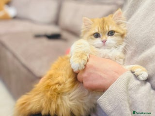 British Shorthair cats 💕 All Rehomed Golden Shaded ny12 Kittens 💕 - Advert 5