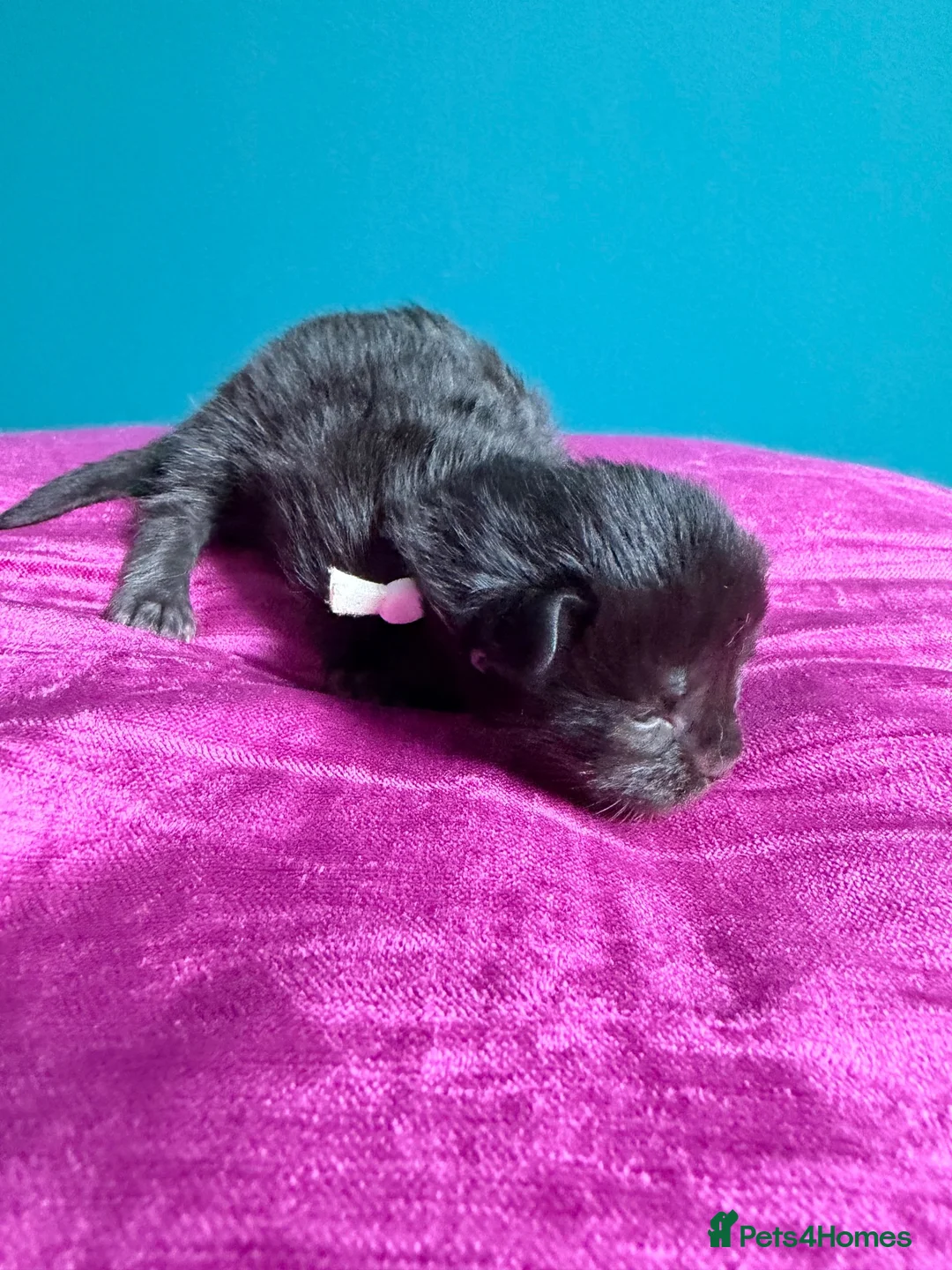 Maine Coon cats for sale: Affectionate, Pedigree Maine Coon Kittens: - Advert 38