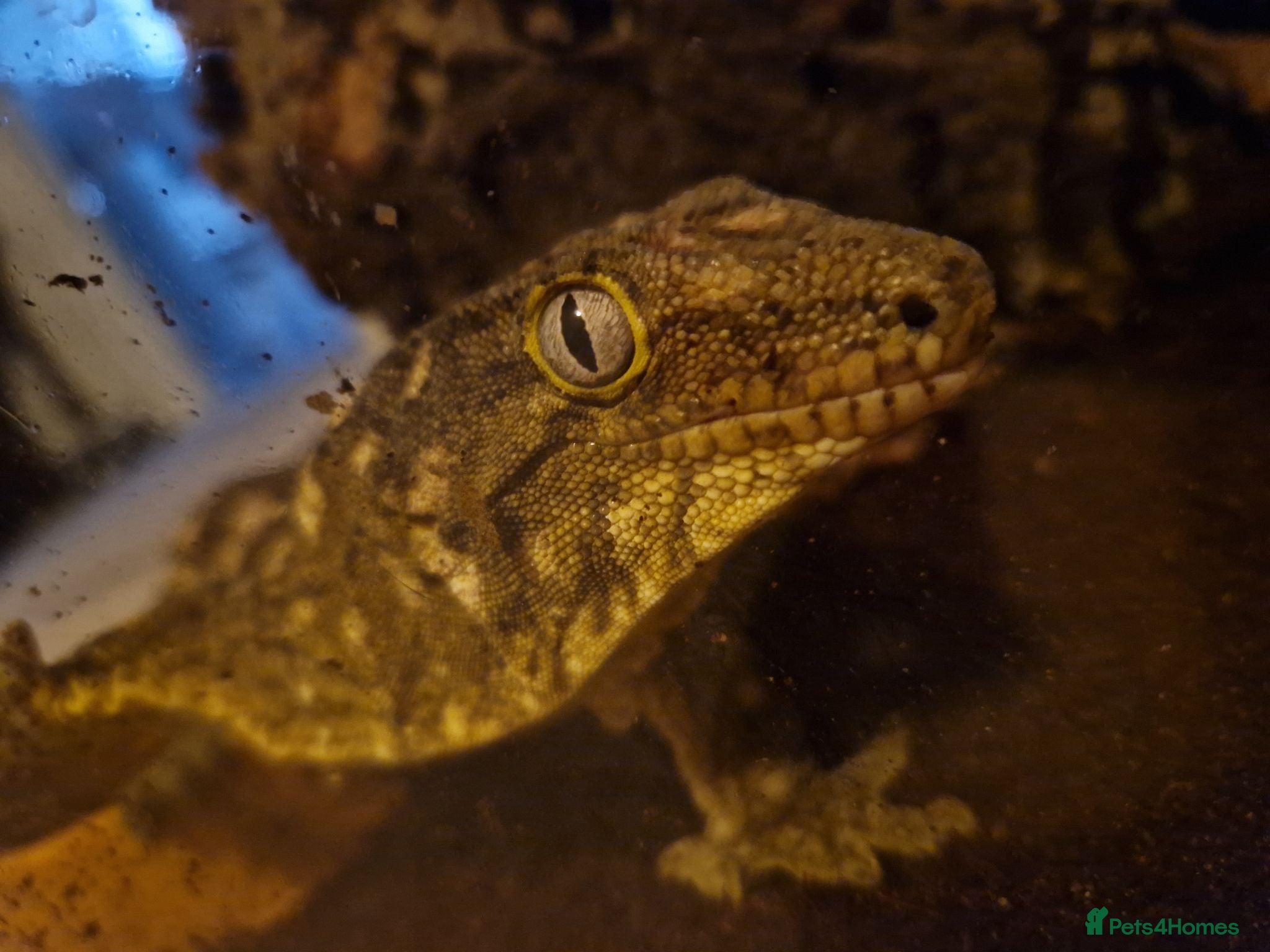 Gecko reptiles Leachianus Gecko for sale  - Advert 1