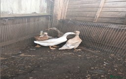 Ducks poultry for sale: Runner ducks and hens  - Image 6