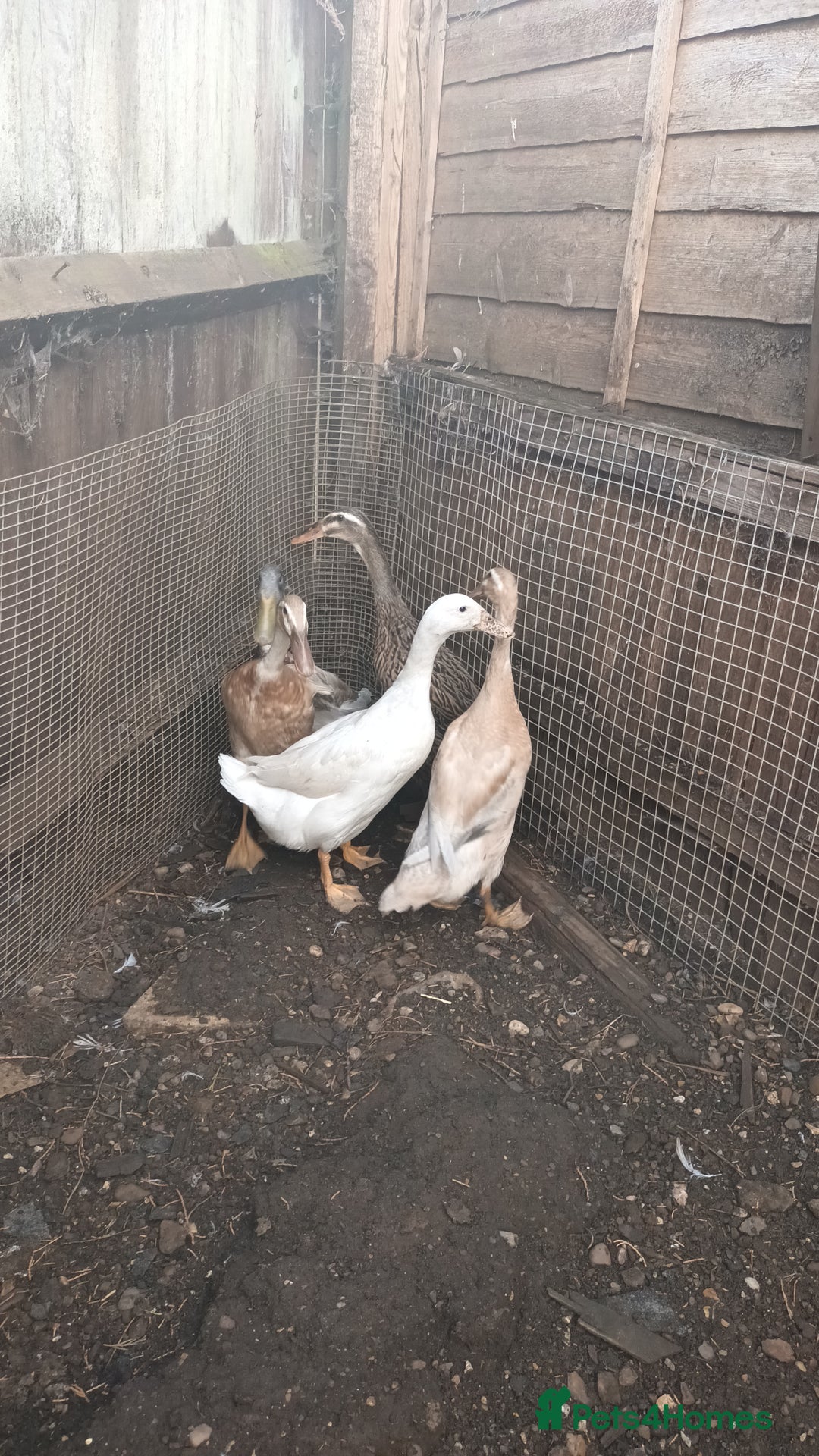 Ducks poultry for sale: Runner ducks and hens  - Image 6