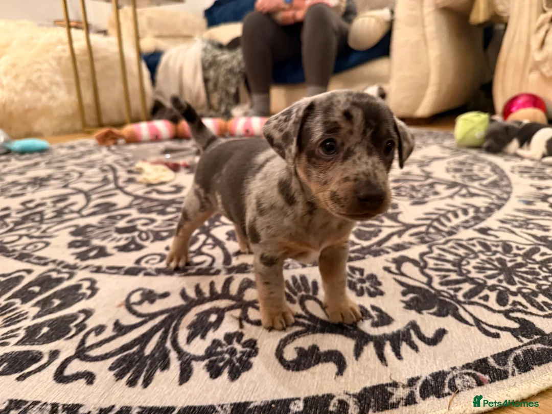 Jack Russell dogs for sale: Perfect Blue and Blue Merle Jack Russell Puppies - Advert 24