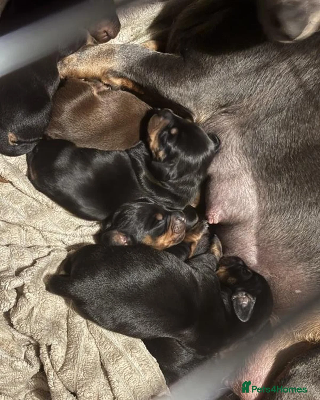 Dachshund dogs for sale: Sweet Dachshunds Ready to Share Their Love in Huddersfield - Advert 2