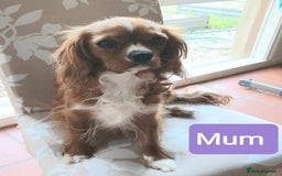 Cavapoo dogs for sale: Beautiful Cavapoo Puppies Ever! - Image 8