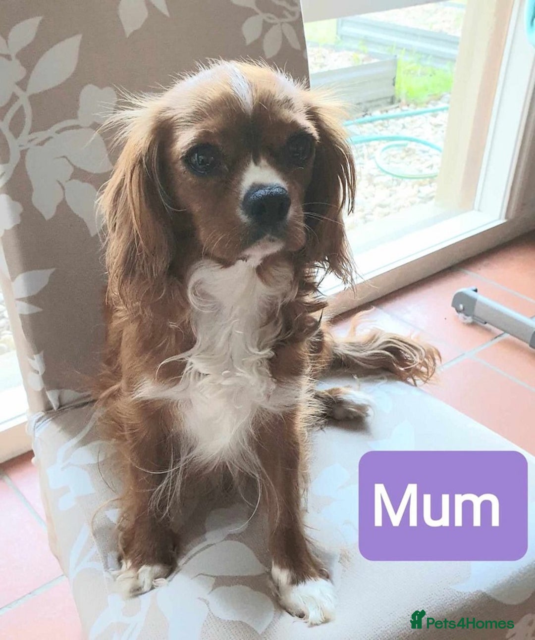 Cavapoo dogs for sale: Beautiful Cavapoo Puppies Ever! - Image 8
