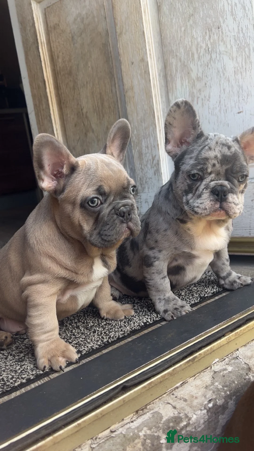 French Bulldog dogs for sale: FRENCH BULLDOG PUPS  - Advert 1