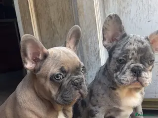 French Bulldog dogs FRENCH BULLDOG PUPS - Advert 1