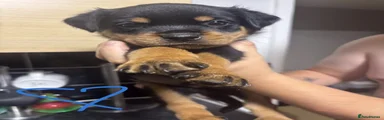 Rottweiler 1