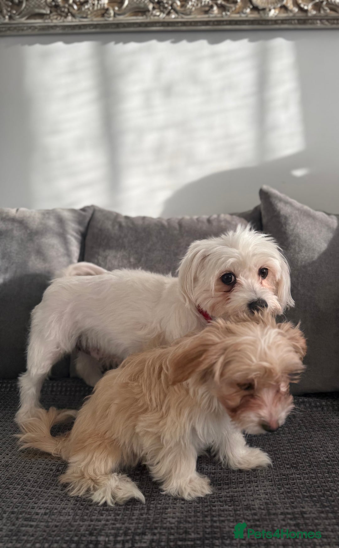 Morkie dogs for sale: Beige morkie  - Advert 1
